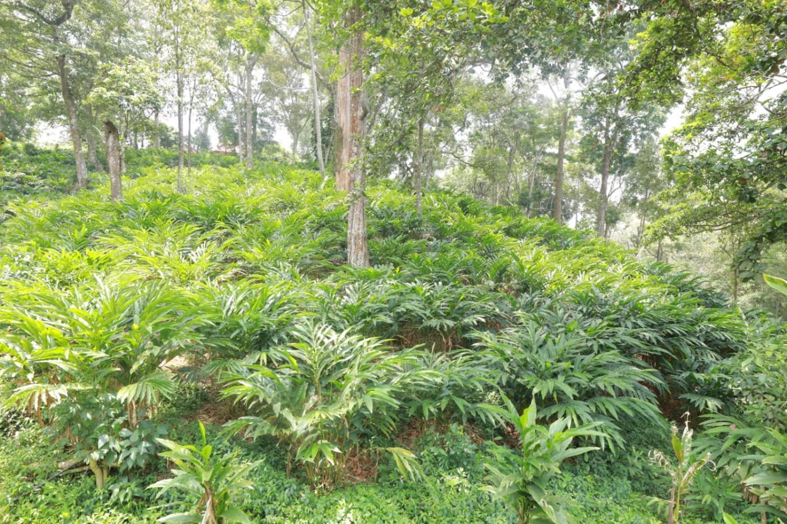 Green Shades Munnar Exterior photo