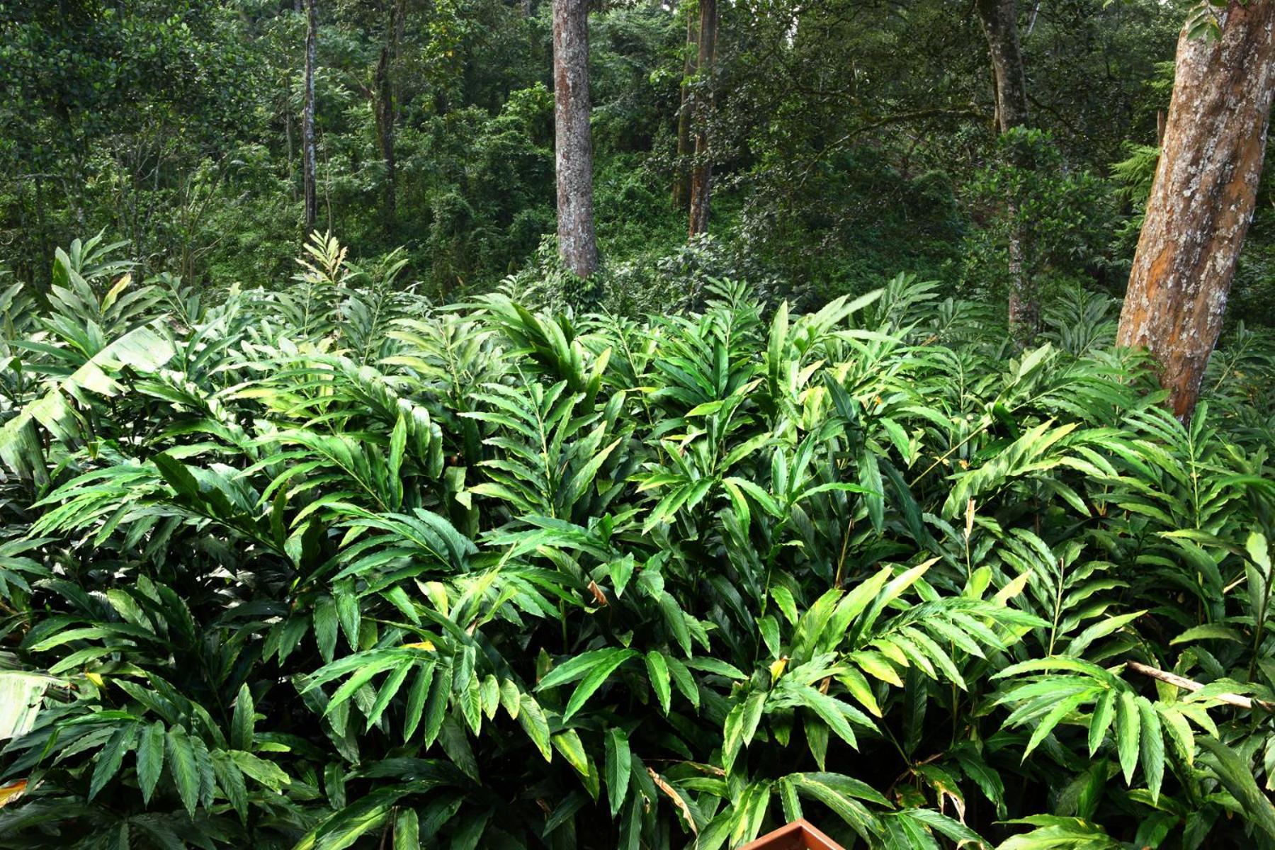 Green Shades Munnar Exterior photo